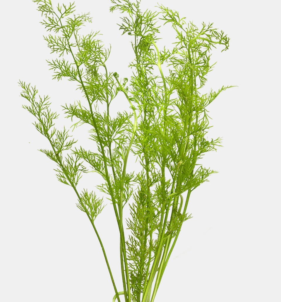 Water sprite/Ceratopteris thalictroides