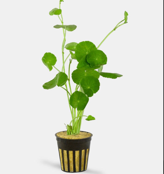 Hydrocotyle leucocephala/Brazilian pennywort