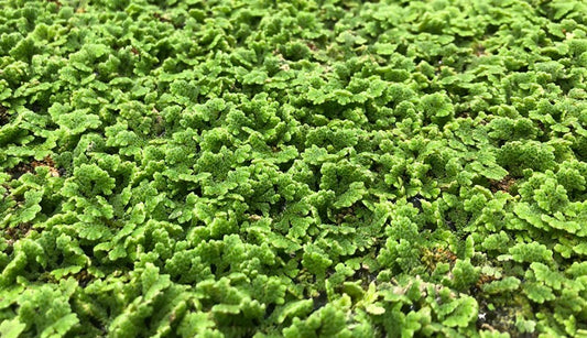Azolla (water fern)