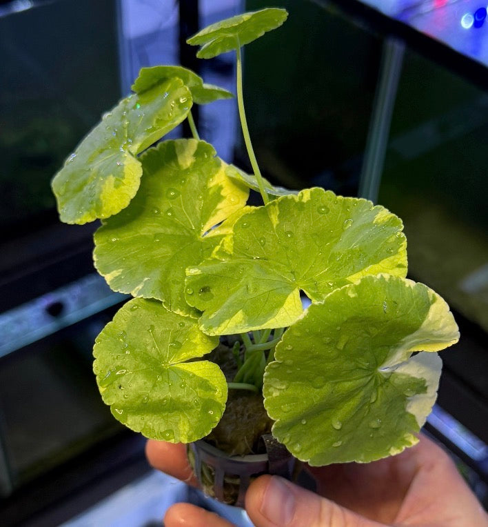 Variegated pennywort