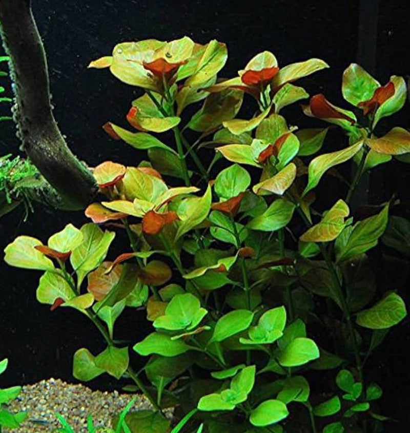 Ludwigia repens/creeping primrose-willow