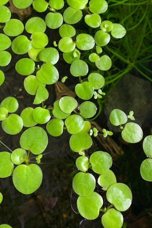 Amazon frogbit