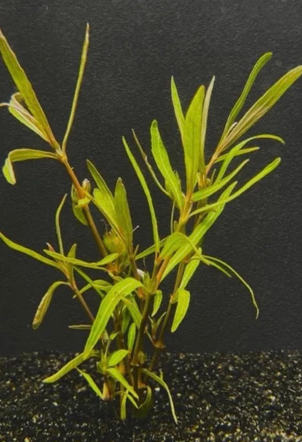 Hygrophila araguaia