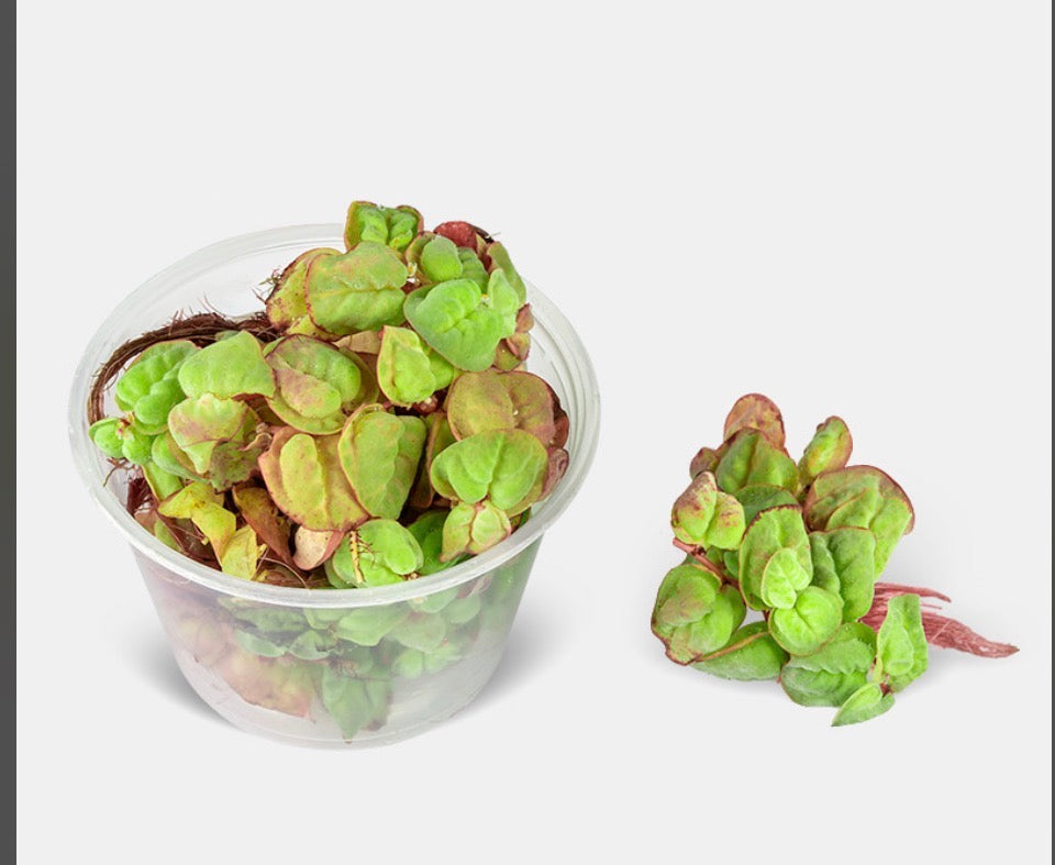 Red root floaters