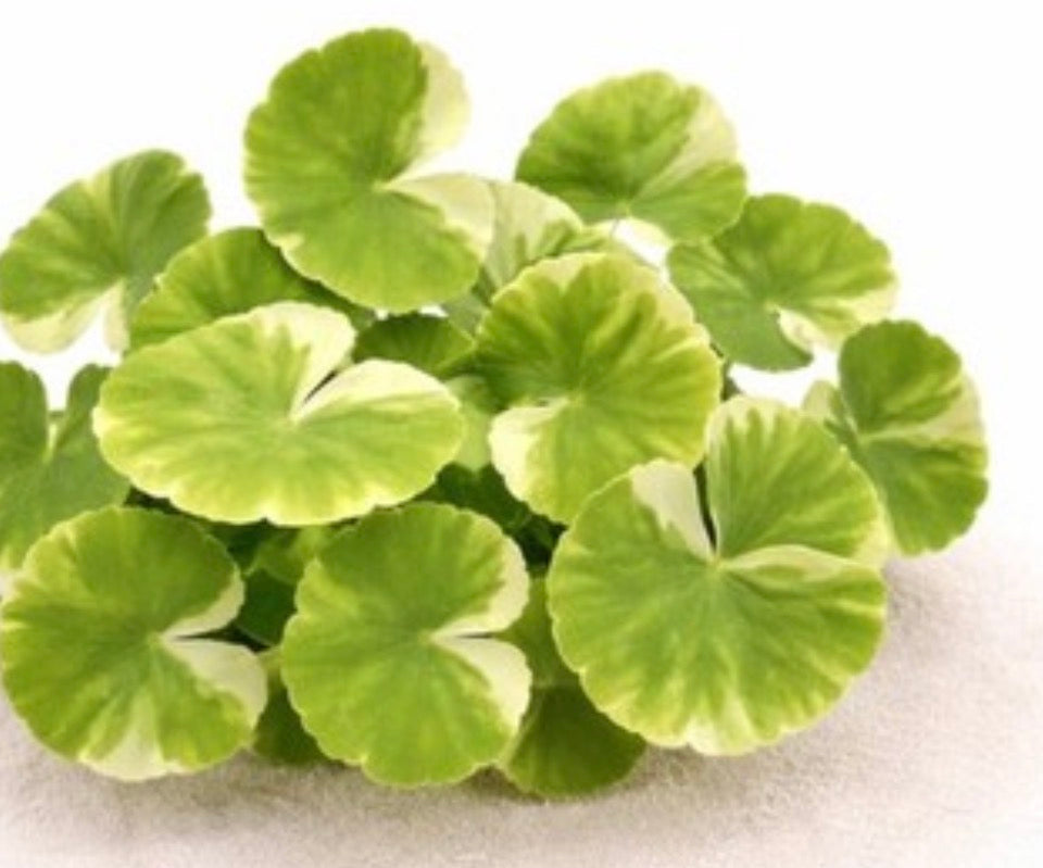 Variegated pennywort