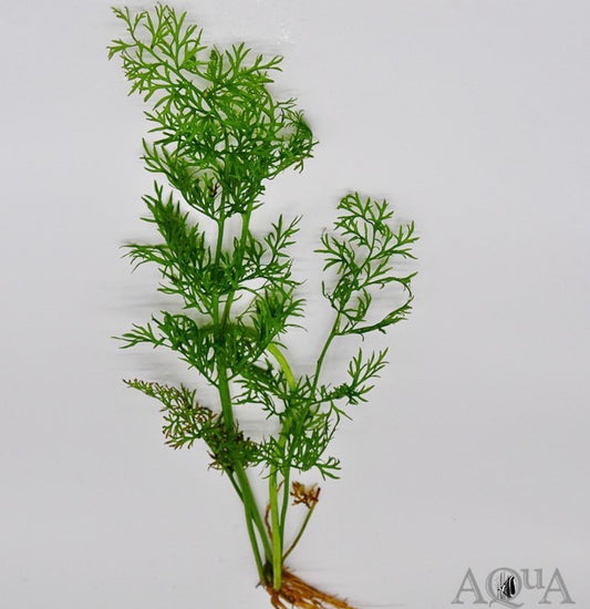 Water sprite/Ceratopteris thalictroides