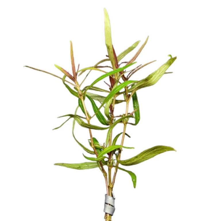 Hygrophila araguaia