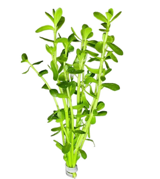 Moneywort/Bacopa monnieri