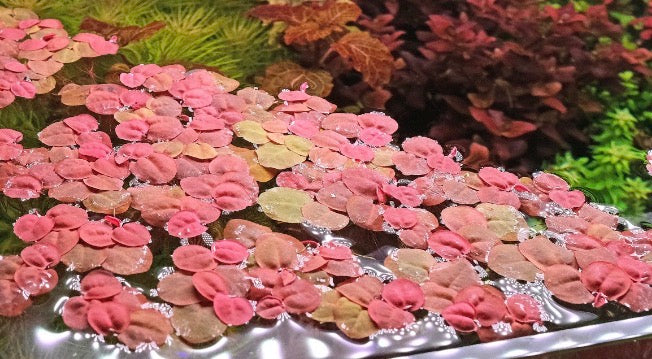 Red root floaters