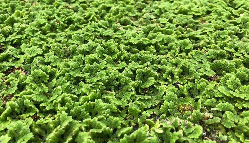 Azolla (water fern)