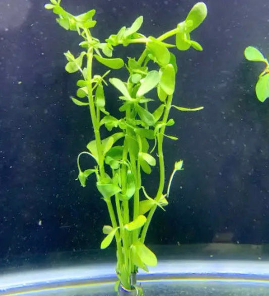 Moneywort/Bacopa monnieri