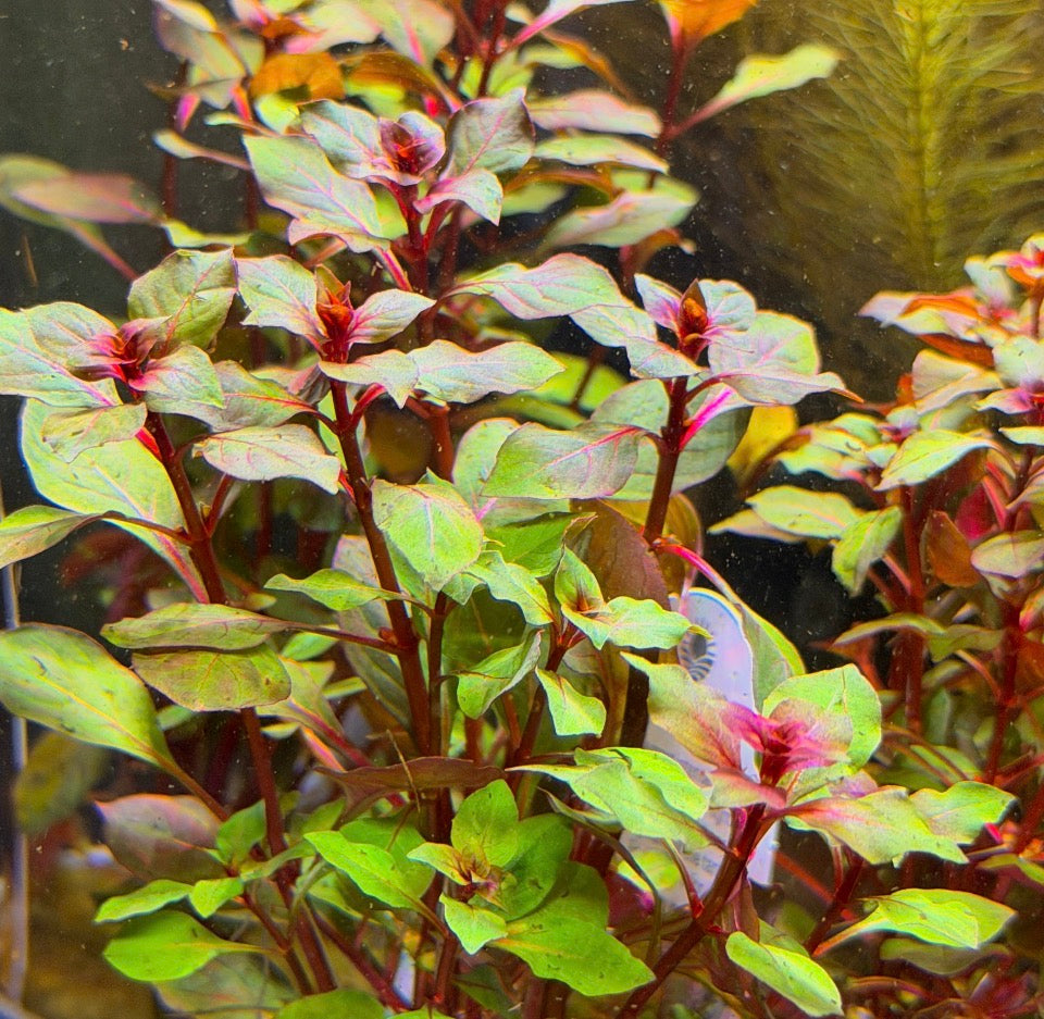 Ludwigia sp. ‘Super Red’