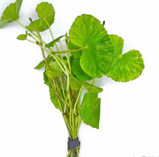 Hydrocotyle leucocephala/Brazilian pennywort