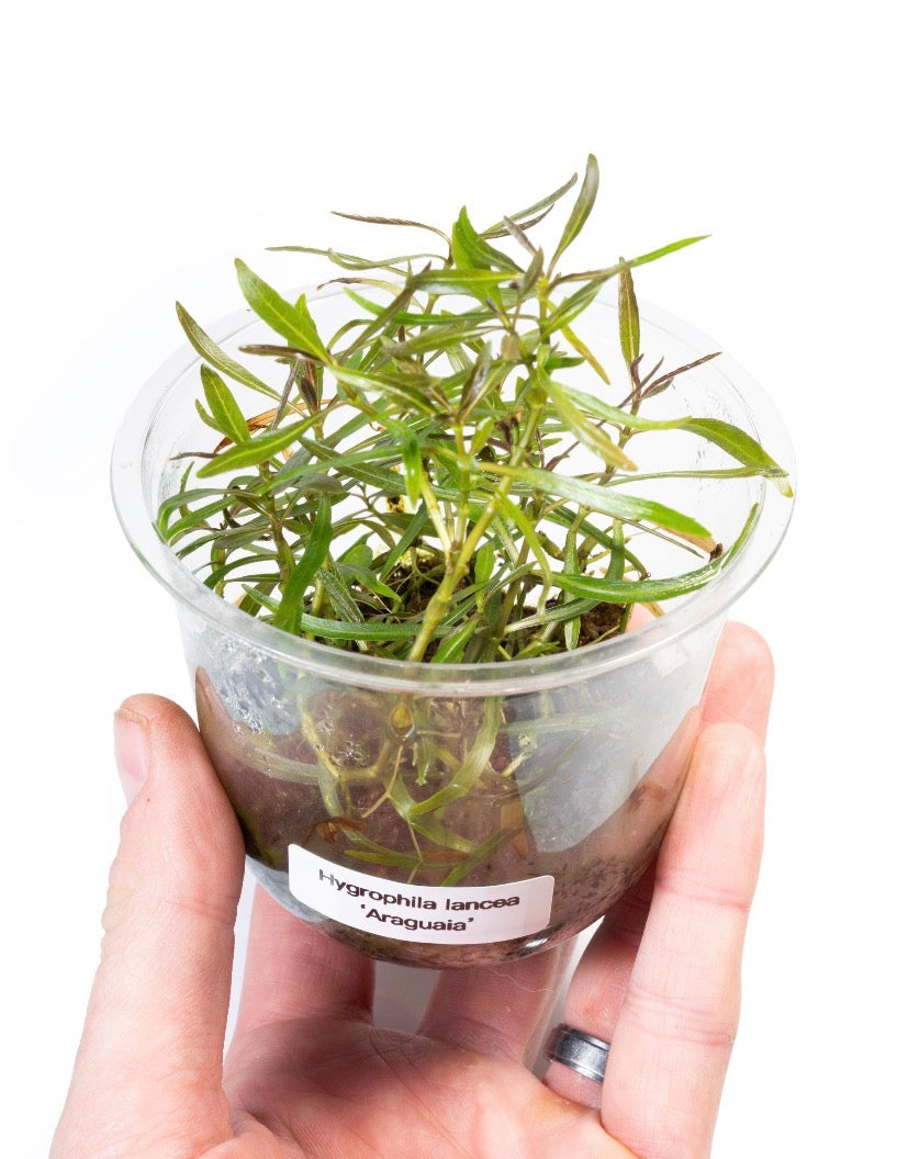 Hygrophila araguaia