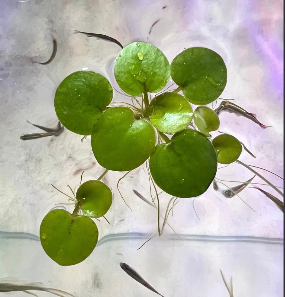 Amazon frogbit