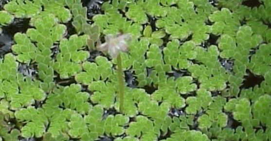 Azolla (water fern)