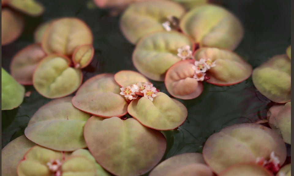Red root floaters