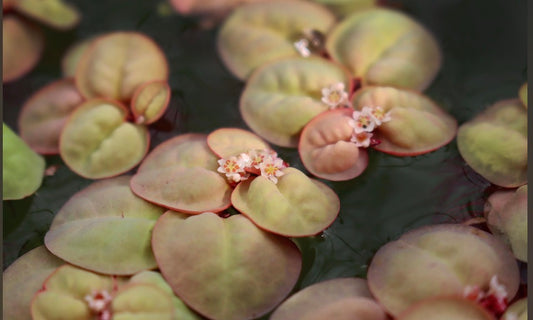 Red root floaters