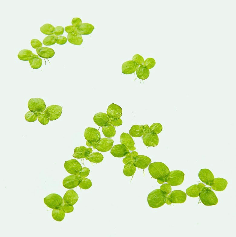 Least duckweed/Lemna minor