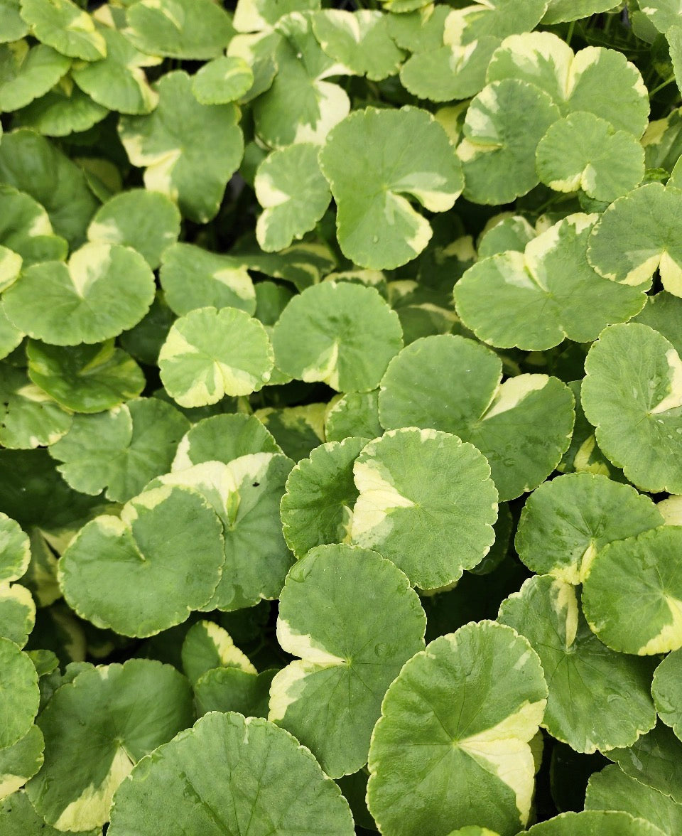 Variegated pennywort