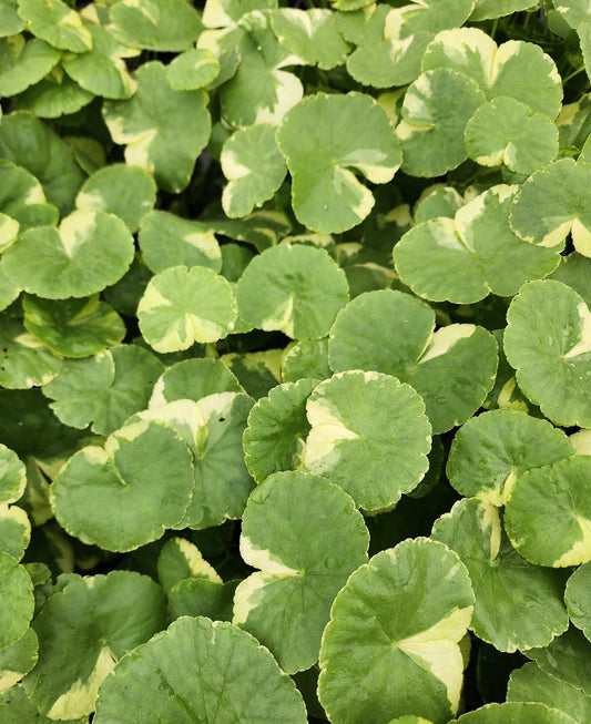 Variegated pennywort