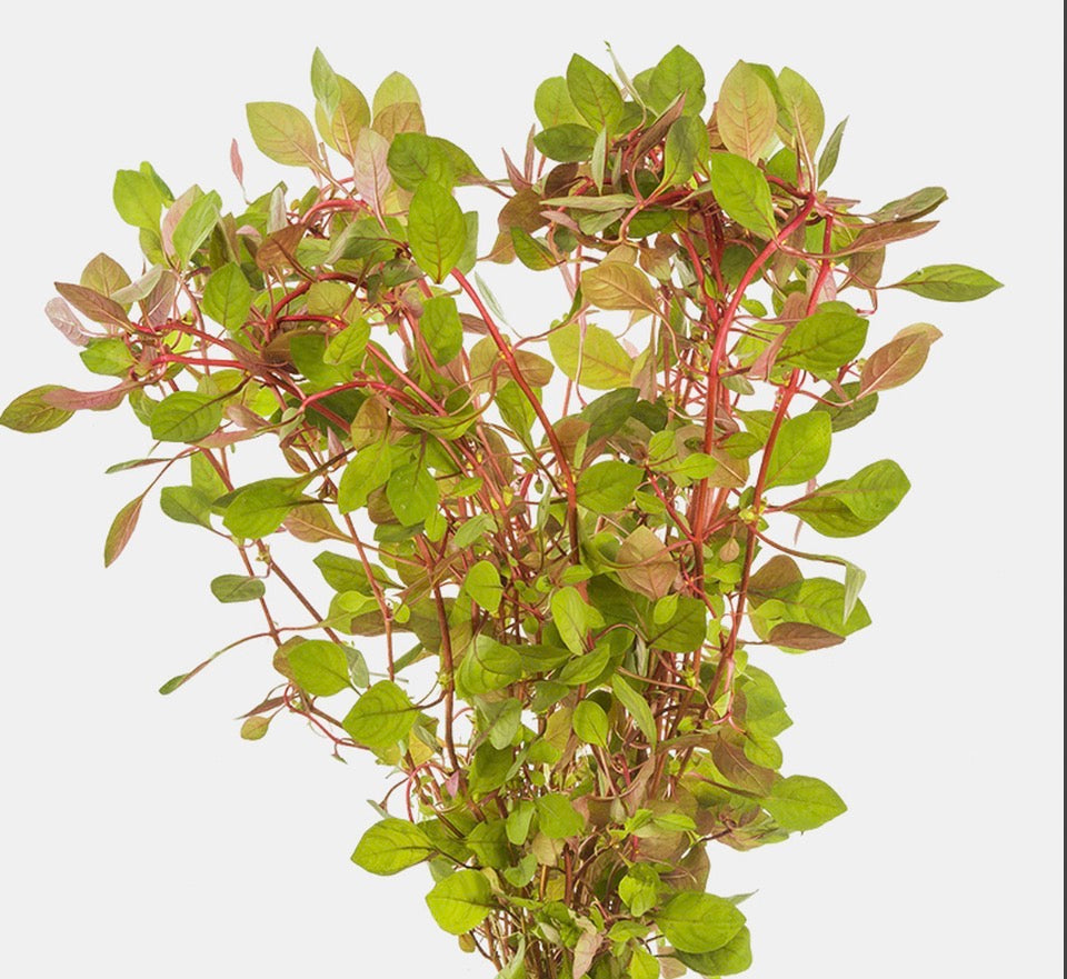 Ludwigia sp. ‘Super Red’
