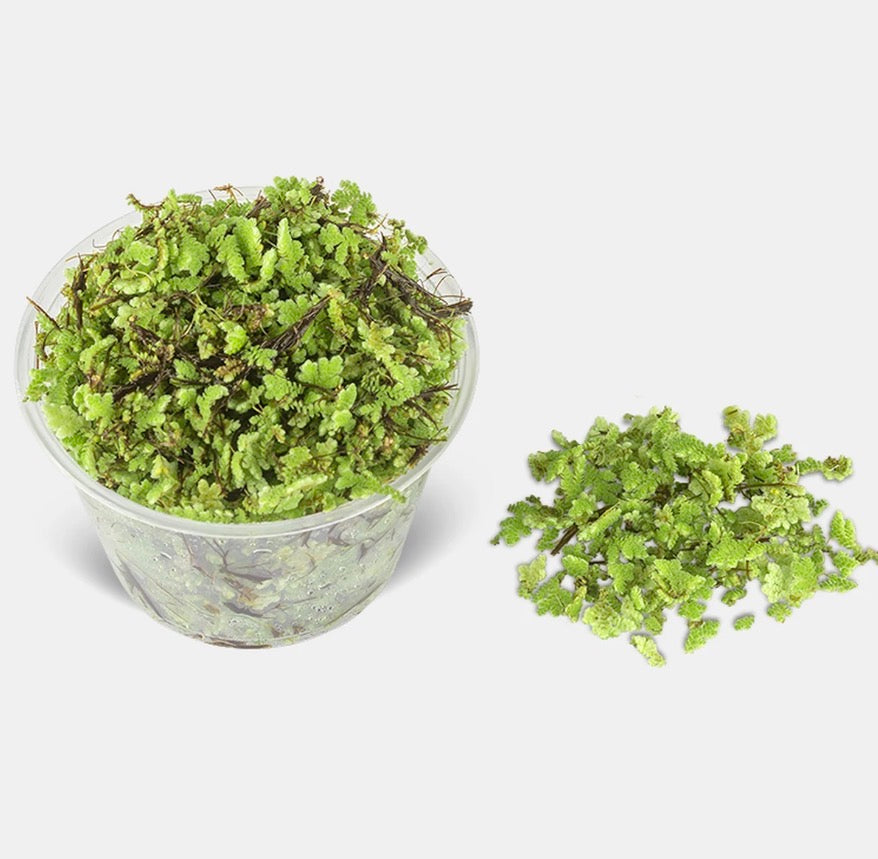 Azolla (water fern)