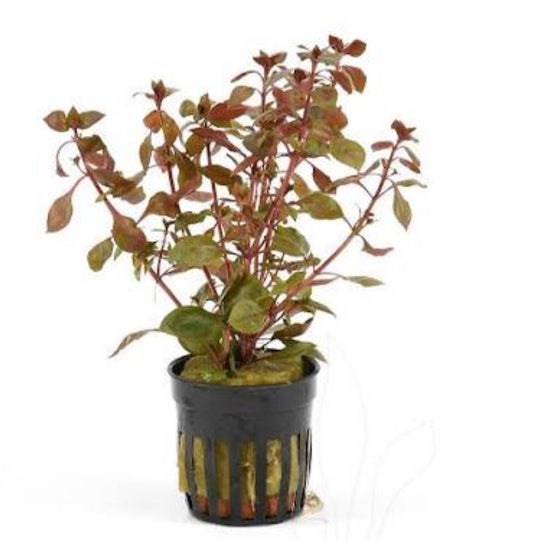 Ludwigia sp. ‘Super Red’