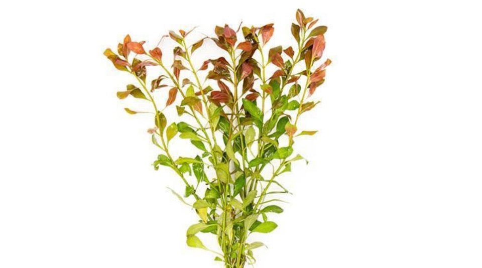 Ludwigia repens/creeping primrose-willow