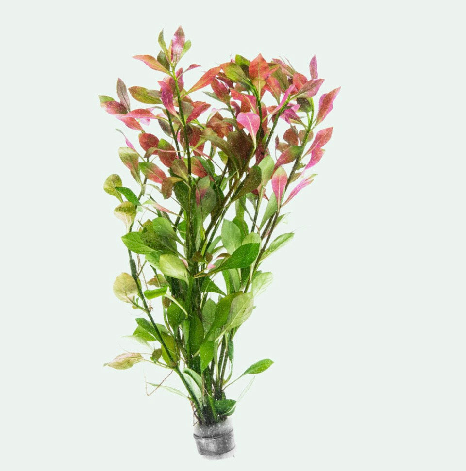 Ludwigia repens/creeping primrose-willow