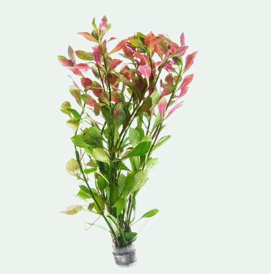 Ludwigia repens/creeping primrose-willow